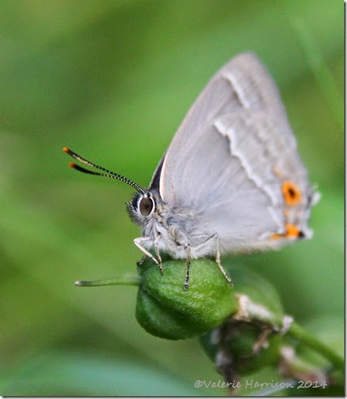 Purple-Hairstreak-5