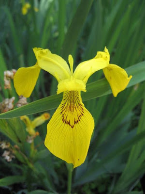 Iris pseudacorus, Yellow Iris, Flower-de-luce, Fleur-de-lis in Shakespeare