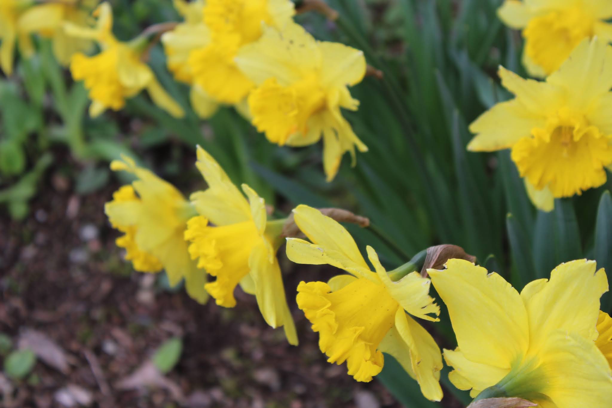 波士頓老陳網誌pkchanboston Golden Daffodils 洋水仙