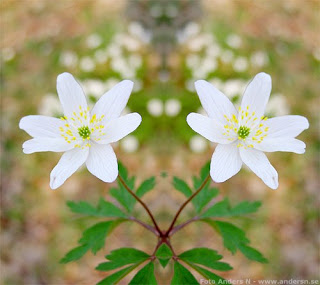 whitesipps, vitsippa, vitsippor, vitsippan, vitsipporna, vårtecken, blomma, vår, flower, spring