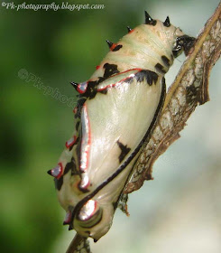 Common Leopard Butterfly Pupa