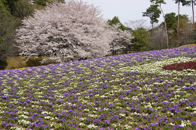 鳥取県西伯郡南部町鶴田 とっとり花回廊 花の丘