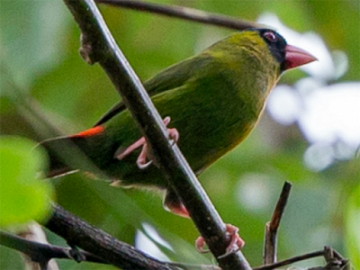 Diamante piquirosado (Erythrura kleinschmidti)