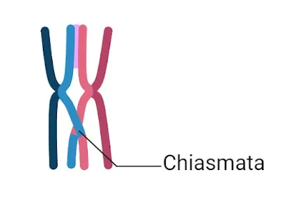 Formation of Chiasmata during Crossing Over