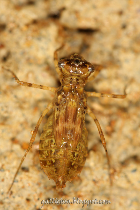 Dawn Dropwing Nymph