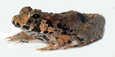 Katak Borneo Baru Ditemukan [ www.BlogApaAja.com ]