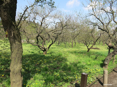 Field of Japanese plums, Mito