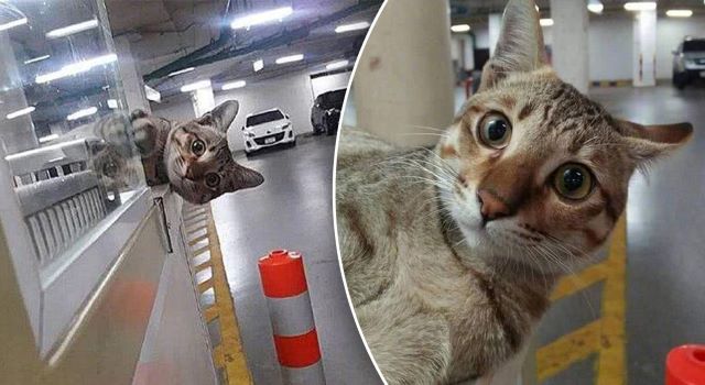 Kisah seekor kucing setia menunggu di parkir dengan harapan tuannya yang telah meninggal dunia kembali mencarinya