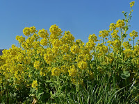 偶然、菜の花畑に遭遇した。