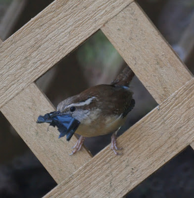 Carolina Wren