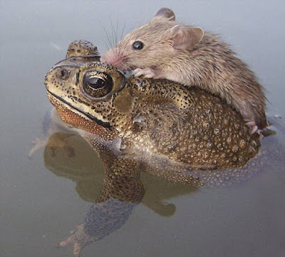 mouse and frog