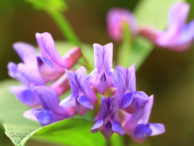 Vicia unijuga