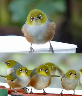 Silvereye Zosterops lateralis