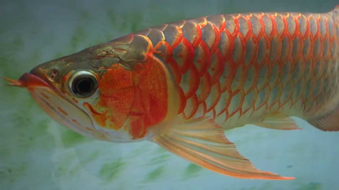 Tips Membeli Ikan Arwana Untuk Pemula Ikanesia id