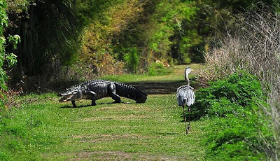 Heron Steals Baby Alligator Seen On www.coolpicturegallery.us