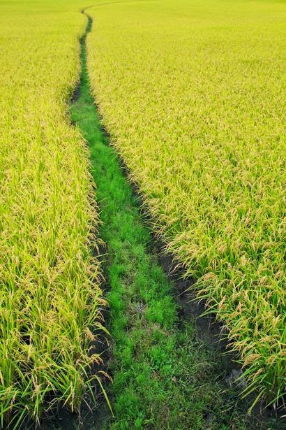 Rice fields