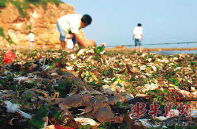 crabs died in Qingdao