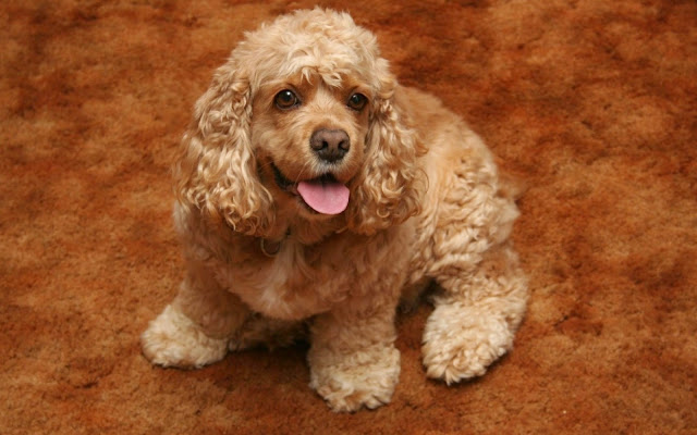 Imagenes de Perros Cocker Spaniel