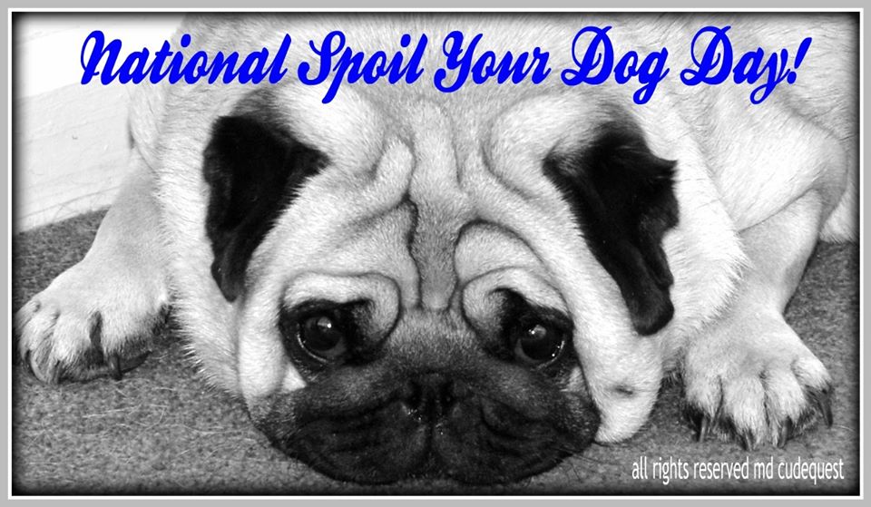 National Spoil Your Dog Day