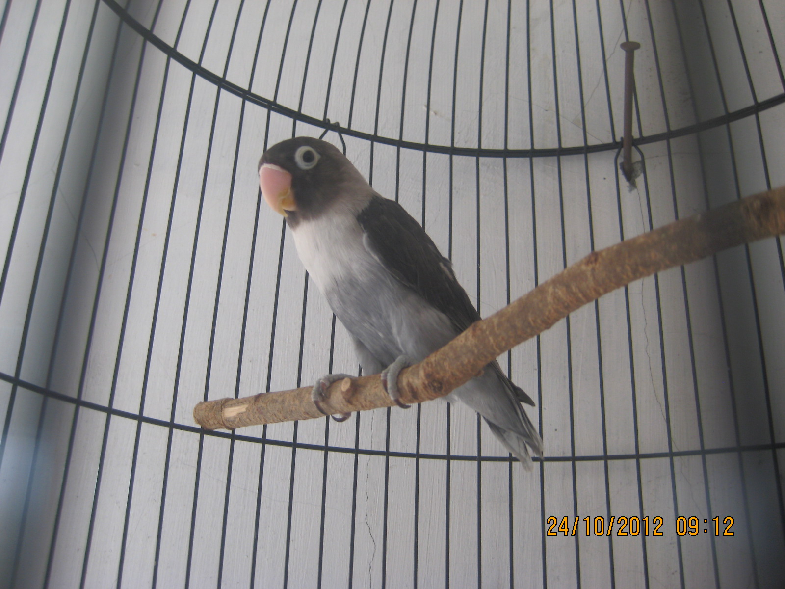 Toko Lovebird lovebird hitam batman betina U 7bln