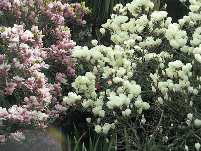 japanese magnolia tree pictures. Tree (Japanese Magnolia).