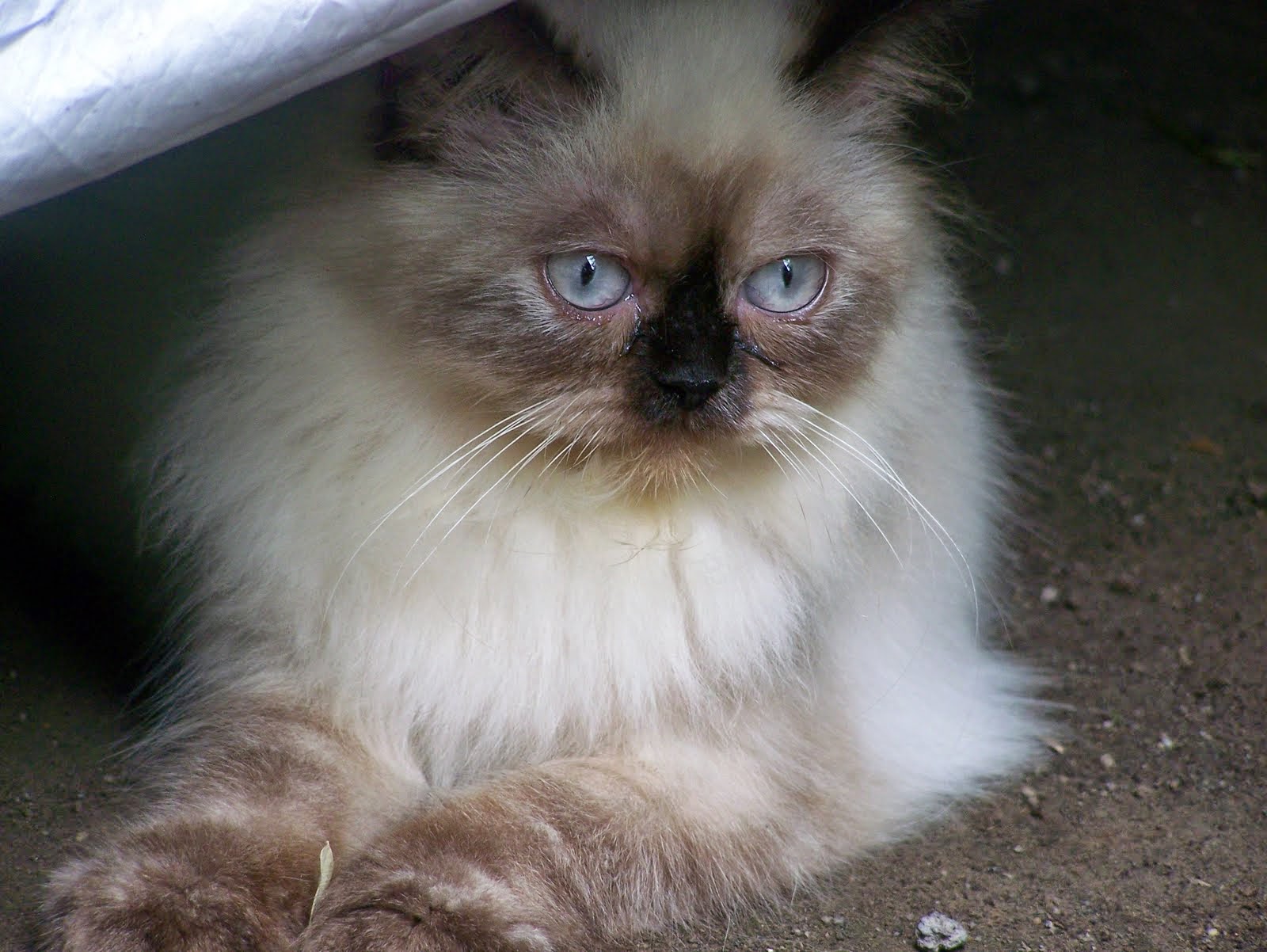 Kucing Himalaya Penitipan Kucing Murah Jogja Kucing Persia