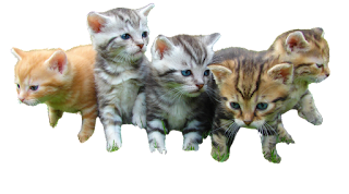 Cute Cats and Kittens PNG Clipart with Transparent Background Free Download