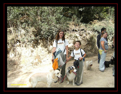 pastor australiano e golden retriever na serra de sintra 