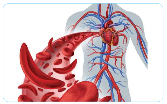 Gambar Organ-organ peredaran darah