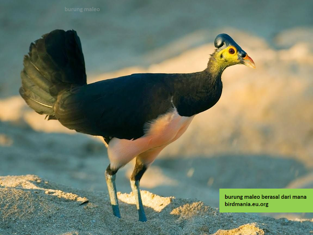 burung maleo berasal dari mana