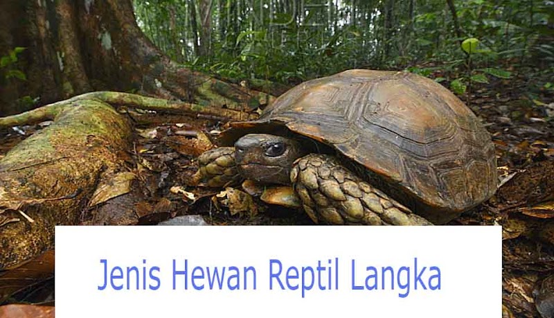 30+ Jenis Hewan Reptil Langka, Paling Trend!