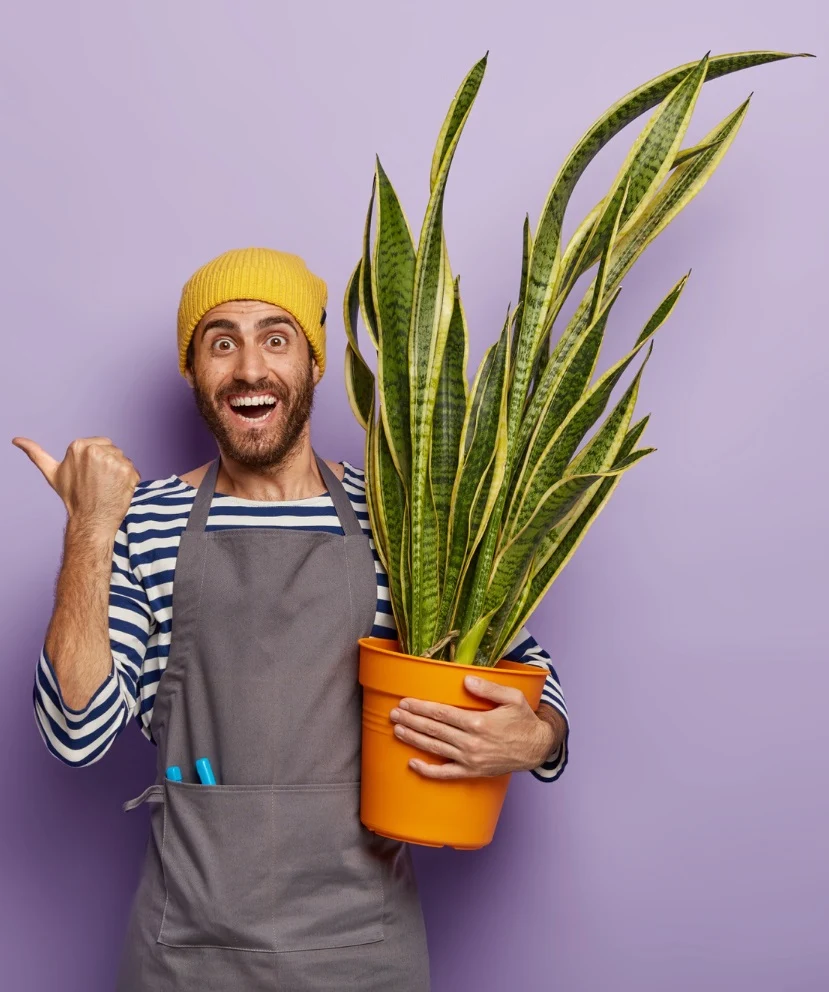 sansevieria lidah mertua