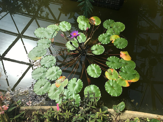 新宿御苑の大温室の水辺の植物