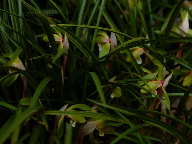 Cymbidium goeringii