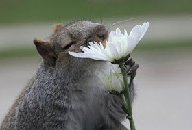 Funny animals of the week - 27 December 2013 (40 pics), mouse smells flower