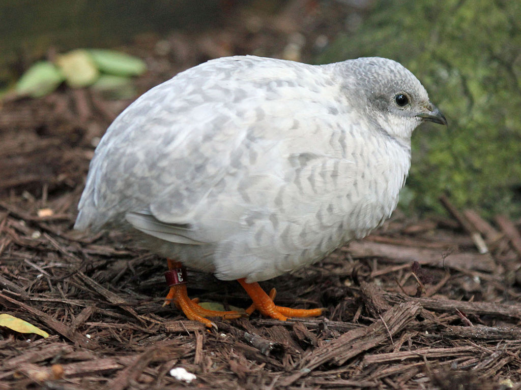 Chinese Painted Quail