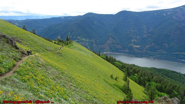 Dog Mountain trail Columbia River Gorge