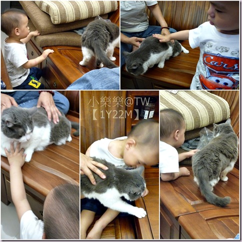 cats
