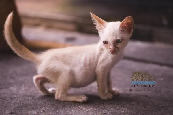 الكساح في القطط - الأعراض والعلاج