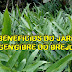 JASMIM DO BREJO OU GENGIBRE BRANCO E SEUS BENEFICIOS