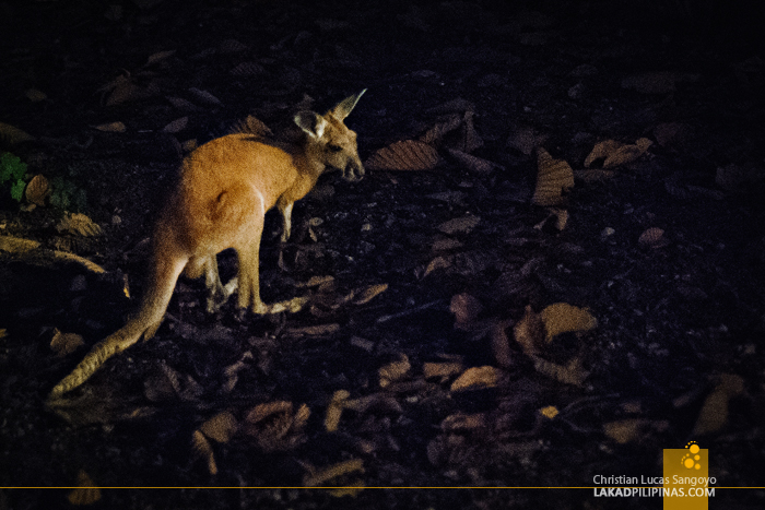 Baby Kangaroo at the Chiang Mai Night Safari