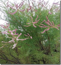 Tamarisk