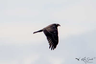 Marsh harrier