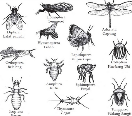 Pengertian Ciri Ciri dan Klasifikasi Filum Arthropoda  