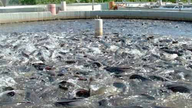 عــــــــــــاجل | مصر تستعد لإنشاء أكبر مزرعة أسماك في العالم