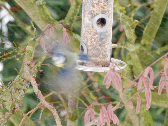 Blaumeise in Bewegung