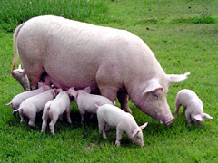 Swine fever vaccination started in the Chubu region