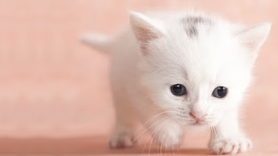 photo de chaton trop mignon blanc