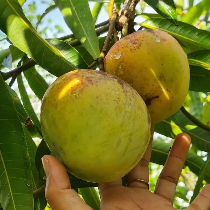 jual bibit buah mangga apel cepat berbuah banten Padang Panjang