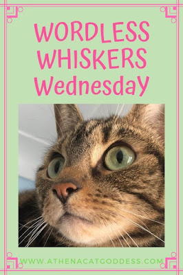 Tabby Cat Whiskers Wednesday Graphic